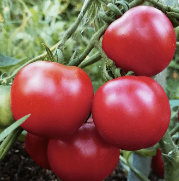 Tomato - Bloody Butcher (3.25" pot)